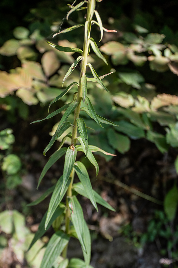 Изображение особи Digitalis schischkinii.