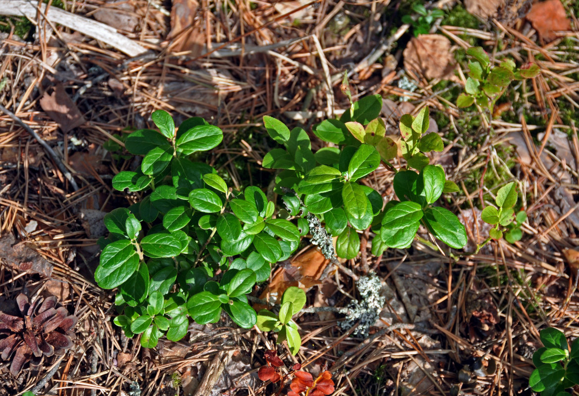 Image of Vaccinium vitis-idaea specimen.