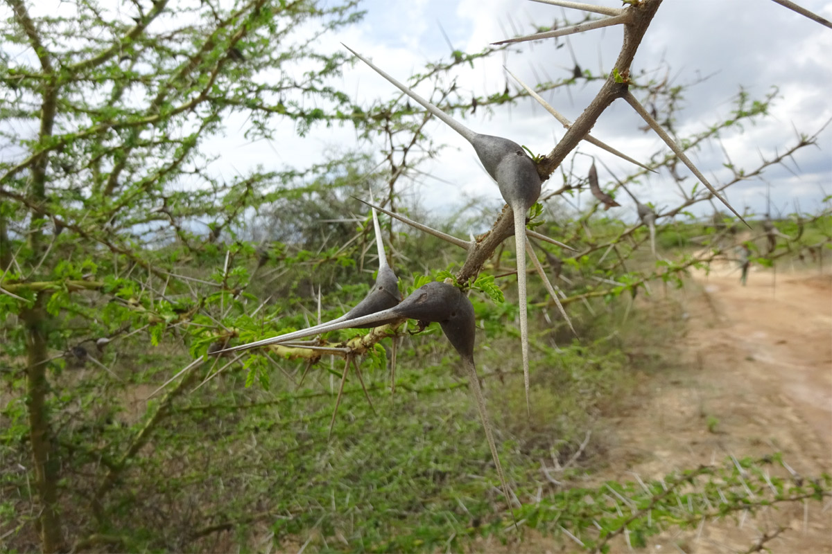 Image of Vachellia zanzibarica specimen.