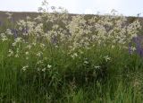 Aconogonon alpinum. Цветущие растения. Тульская обл., Плавский р-н, окр. пос. Молочные Дворы, балка, суходольный луг. 27.05.2013.