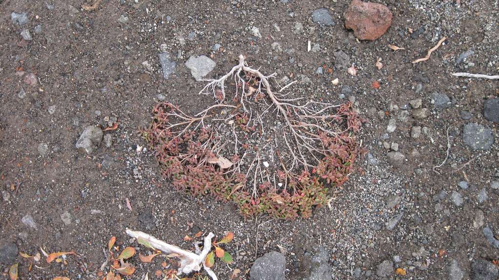 Image of Loiseleuria procumbens specimen.