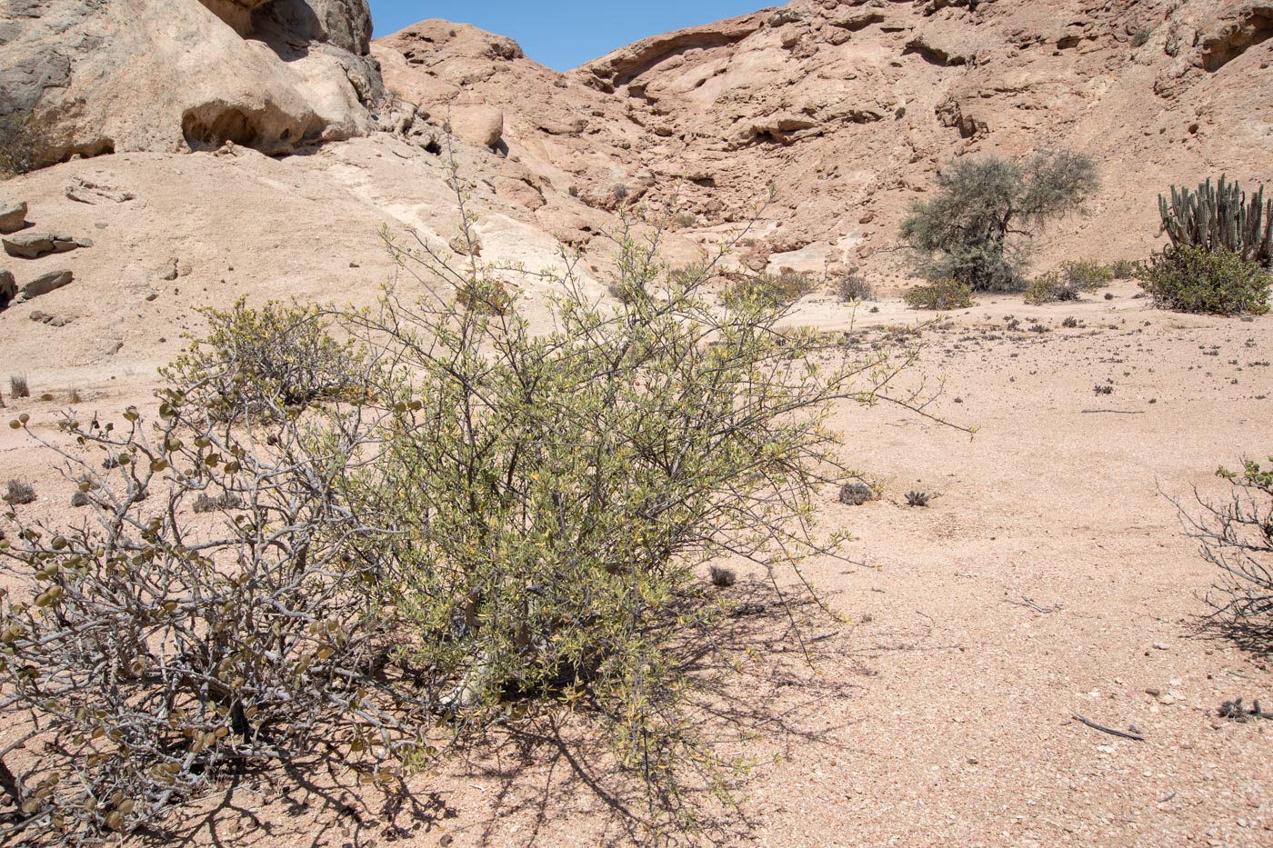 Image of Commiphora oblanceolata specimen.