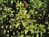 Ononis natrix подвид ramosissima. Верхушка веточки. Греция, о. Родос, окр. мыса Прасониси, песчаный берег Средиземного моря. 9 мая 2011 г.