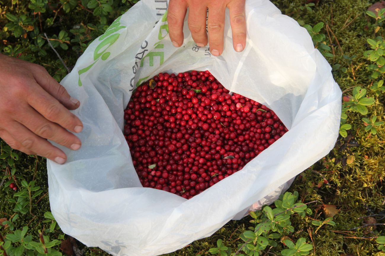 Image of Vaccinium vitis-idaea specimen.