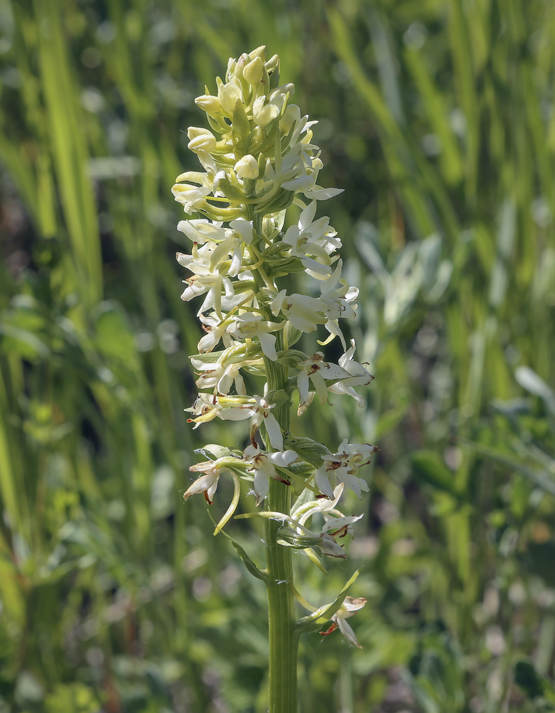 Изображение особи Platanthera bifolia.