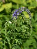 Veronica longifolia