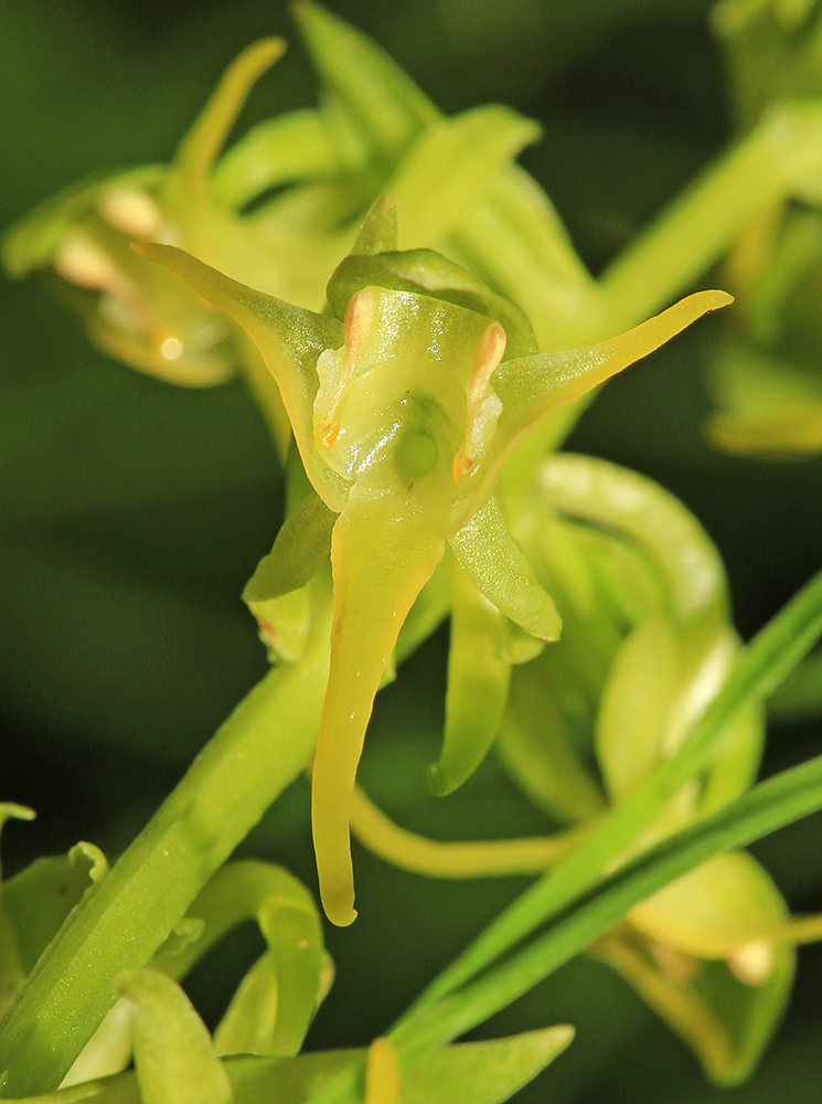 Image of Platanthera maximowicziana specimen.