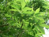 Fraxinus mandshurica