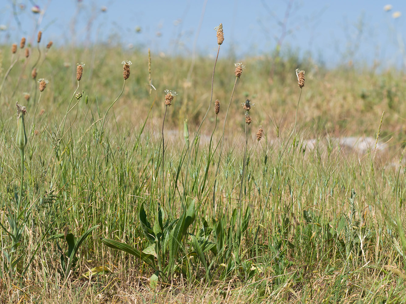 Изображение особи Plantago lanceolata.