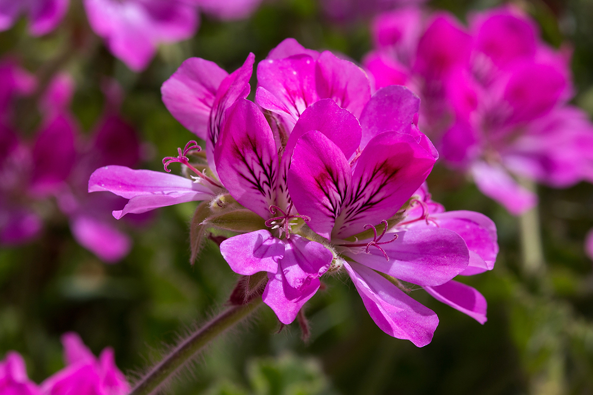 Image of genus Pelargonium specimen.