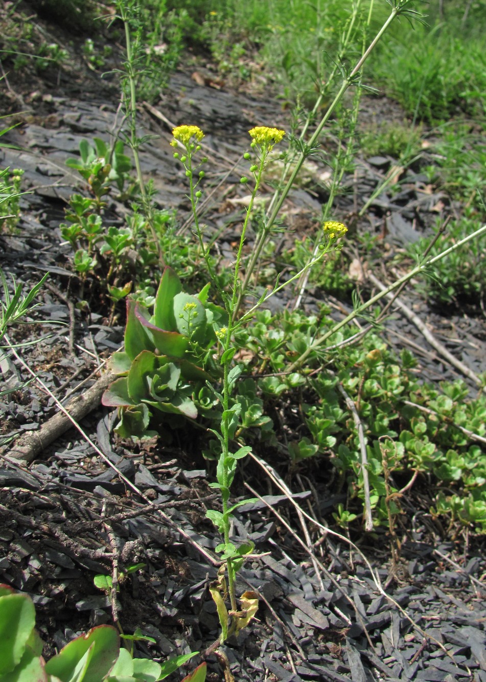 Изображение особи Neslia paniculata.