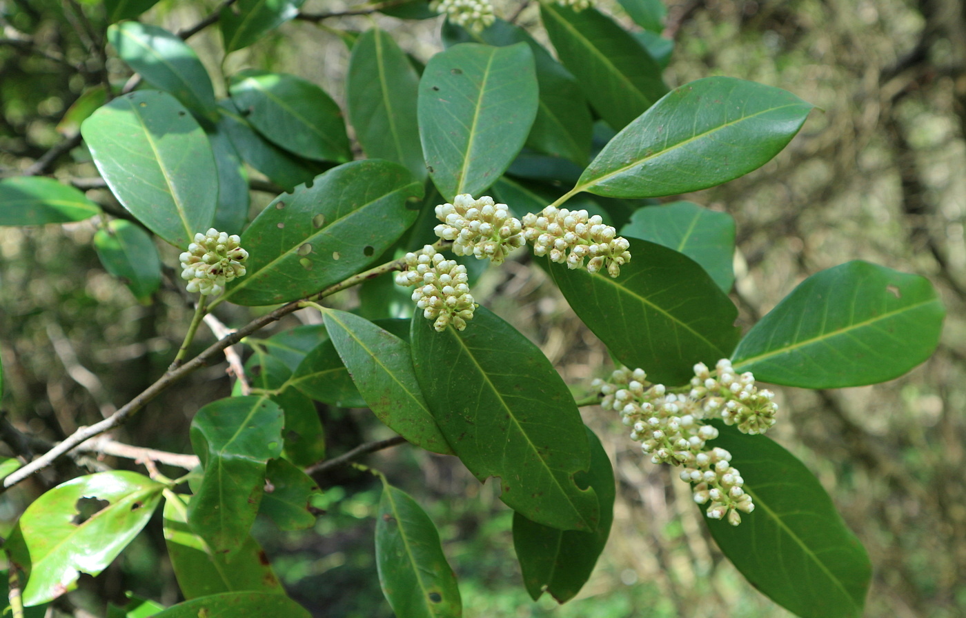 Image of genus Lauro-cerasus specimen.