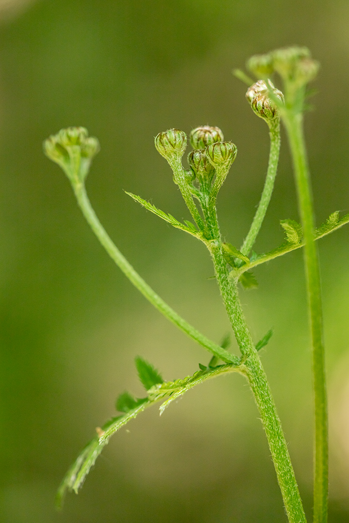 Изображение особи Pyrethrum corymbosum.