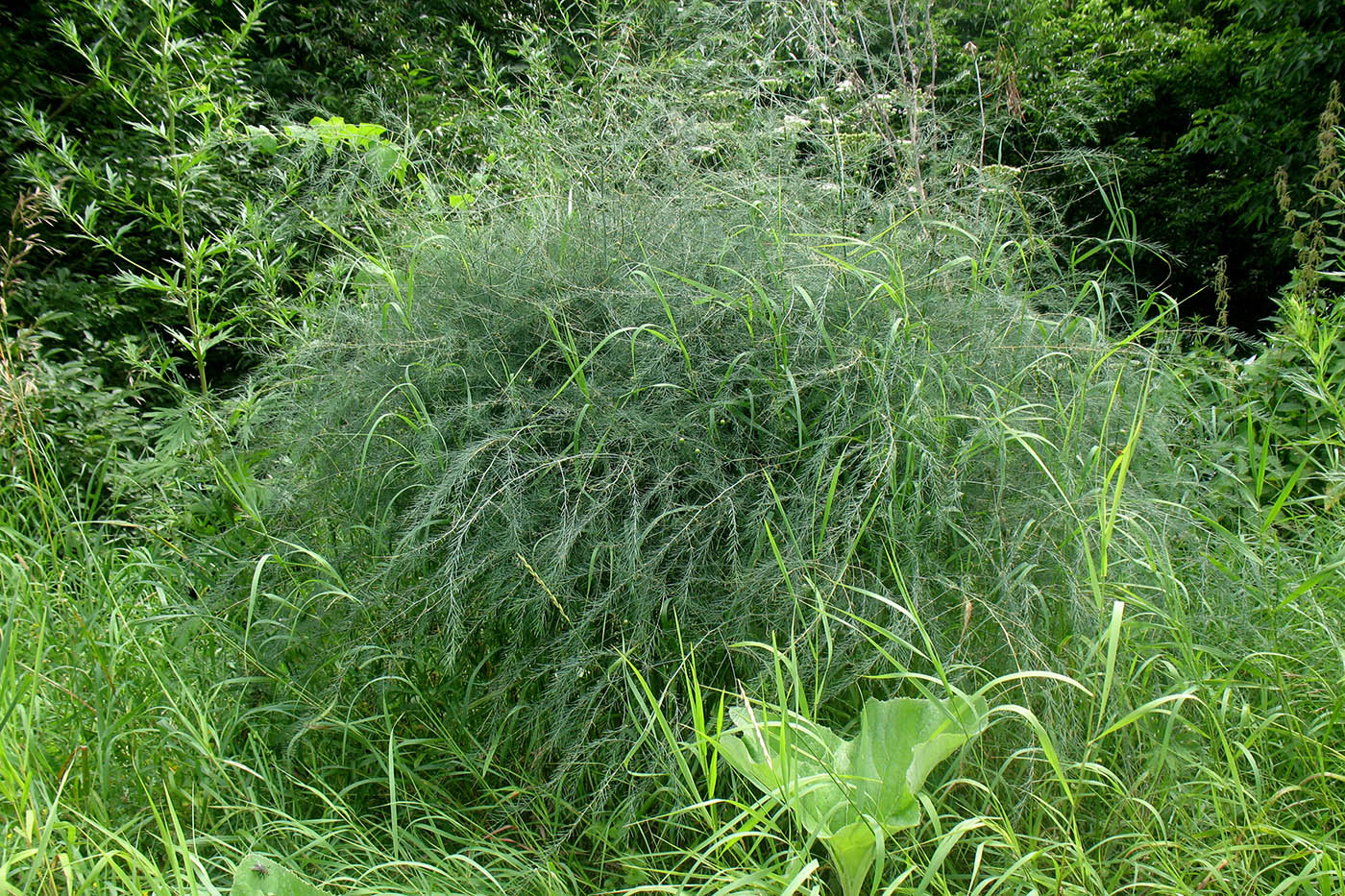 Image of Asparagus officinalis specimen.