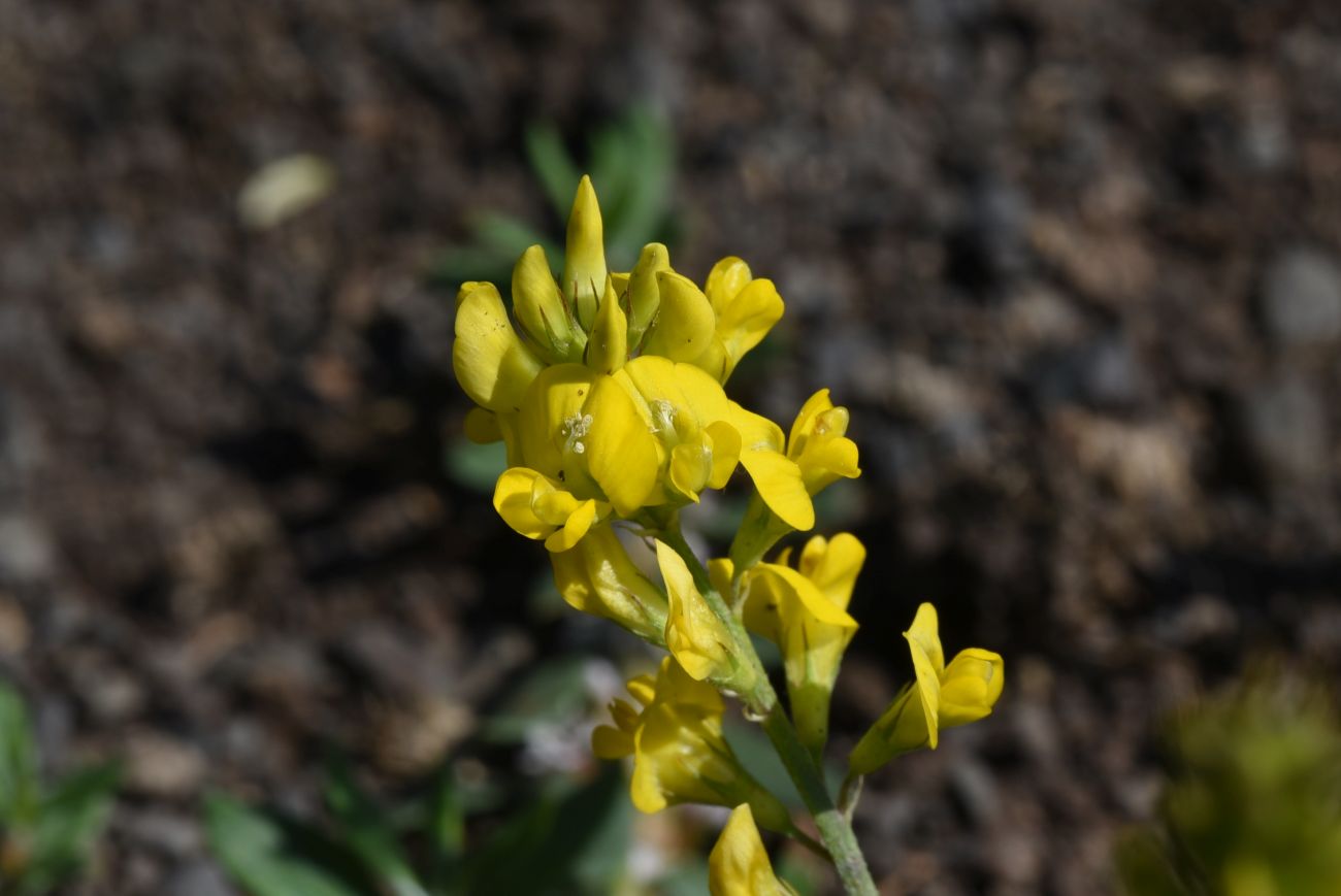 Изображение особи Medicago falcata.