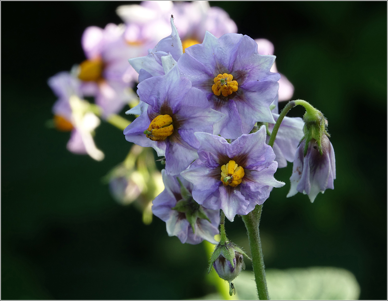 Image of Solanum tuberosum specimen.