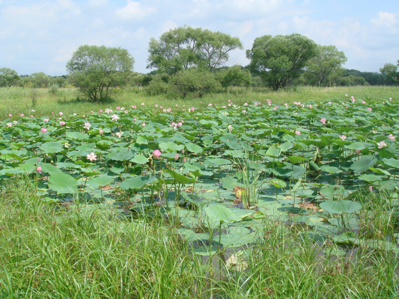 Image of Nelumbo komarovii specimen.