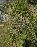 Cordyline australis. Плодоносящее растение. Крым, Южный Берег, Никитский ботанический сад, в культуре. 29.10.2021.