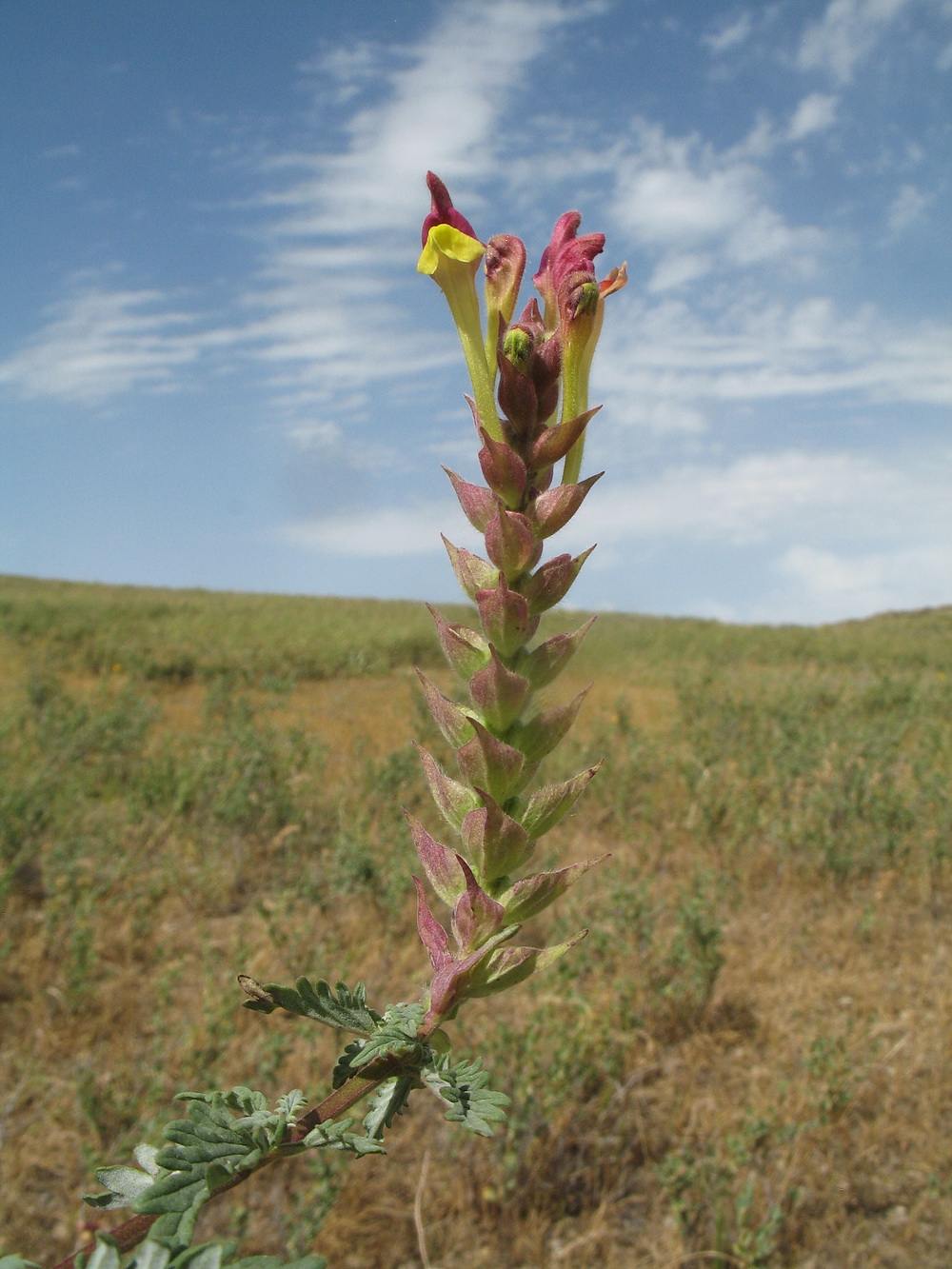 Image of Scutellaria kurssanovii specimen.