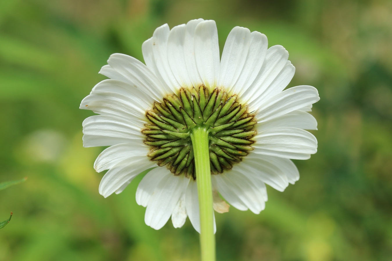 Изображение особи Leucanthemum ircutianum.