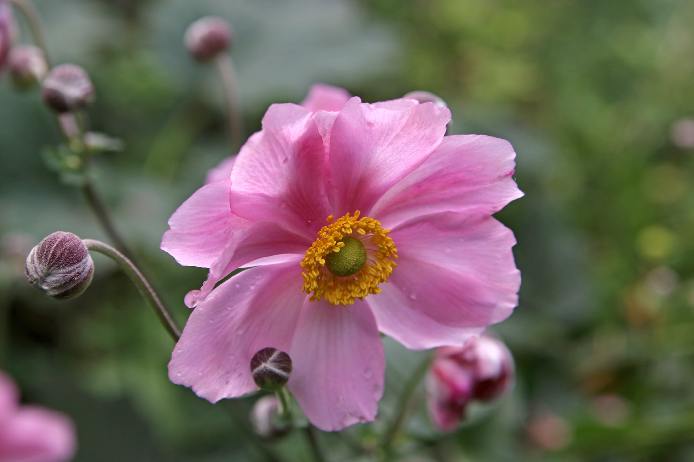 Image of Anemone scabiosa specimen.