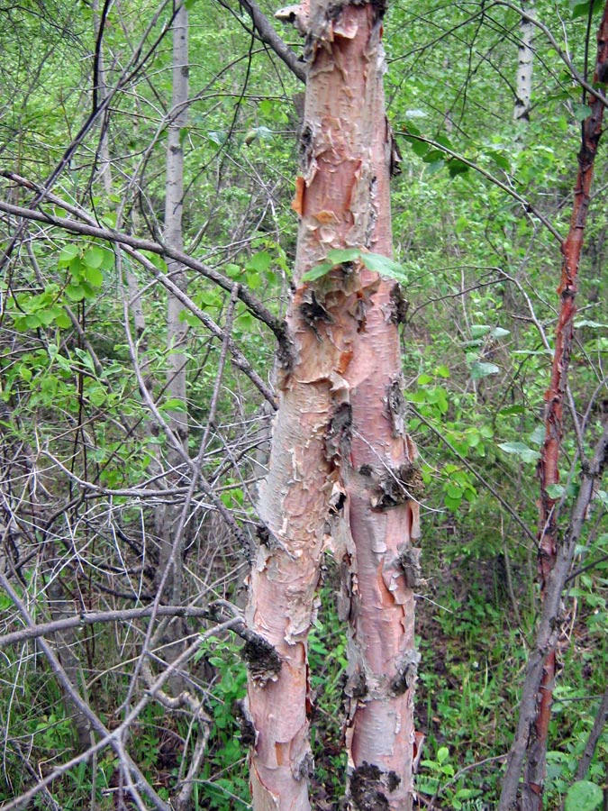 Image of Betula tianschanica specimen.