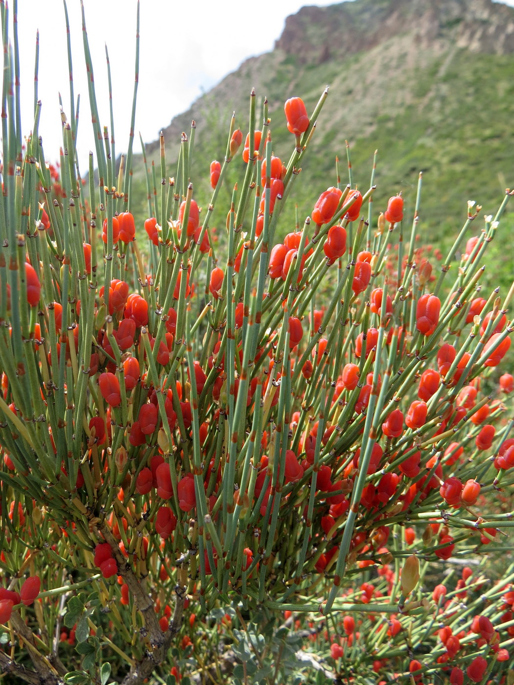 Image of Ephedra equisetina specimen.