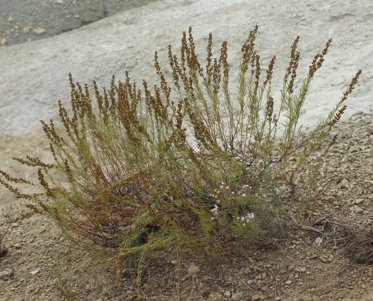 Image of Artemisia salsoloides specimen.