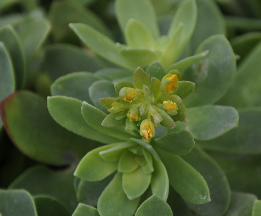 Image of Sedum palmeri specimen.