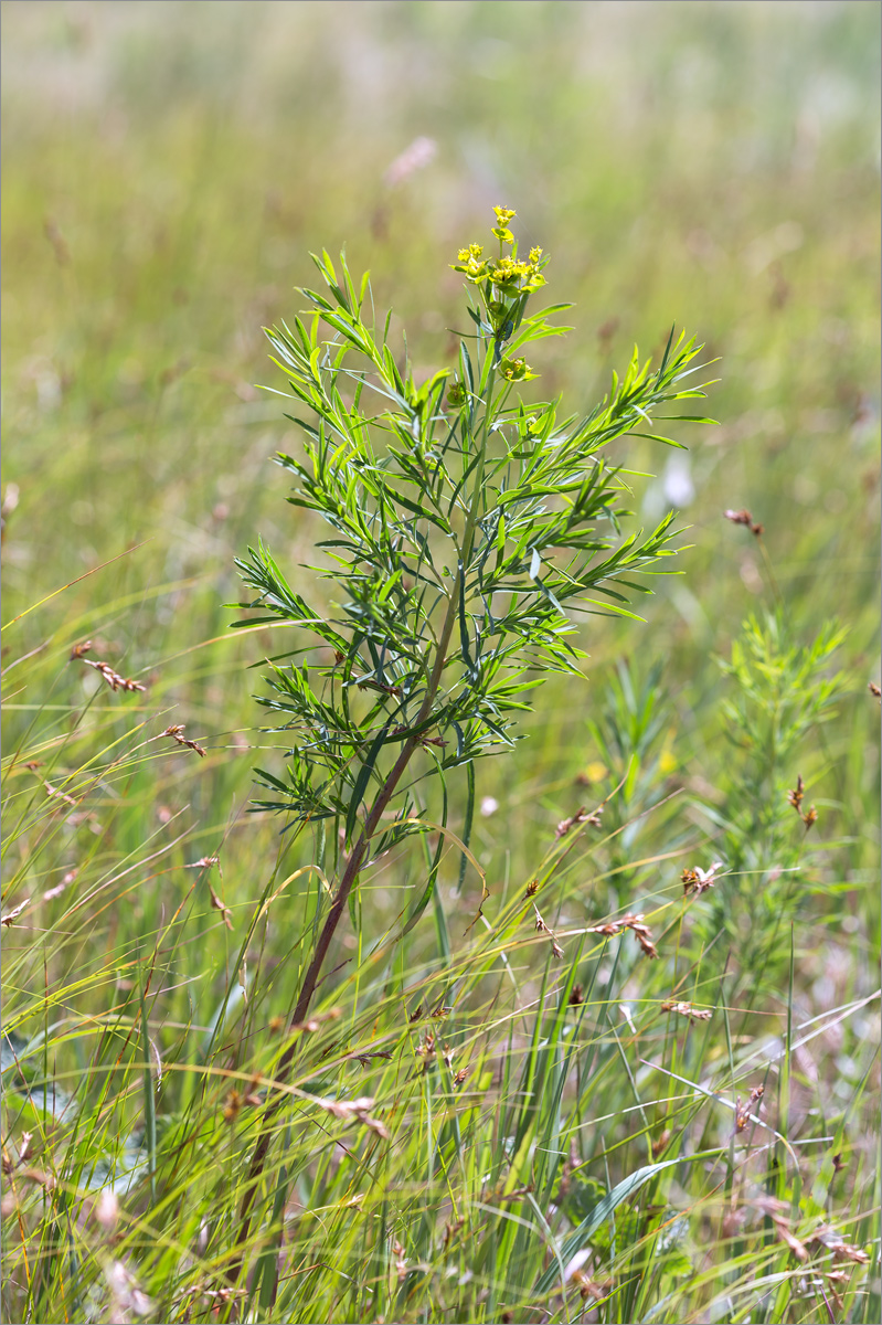 Image of genus Euphorbia specimen.