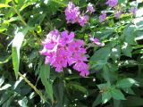 Смотреть изображение Phlox paniculata