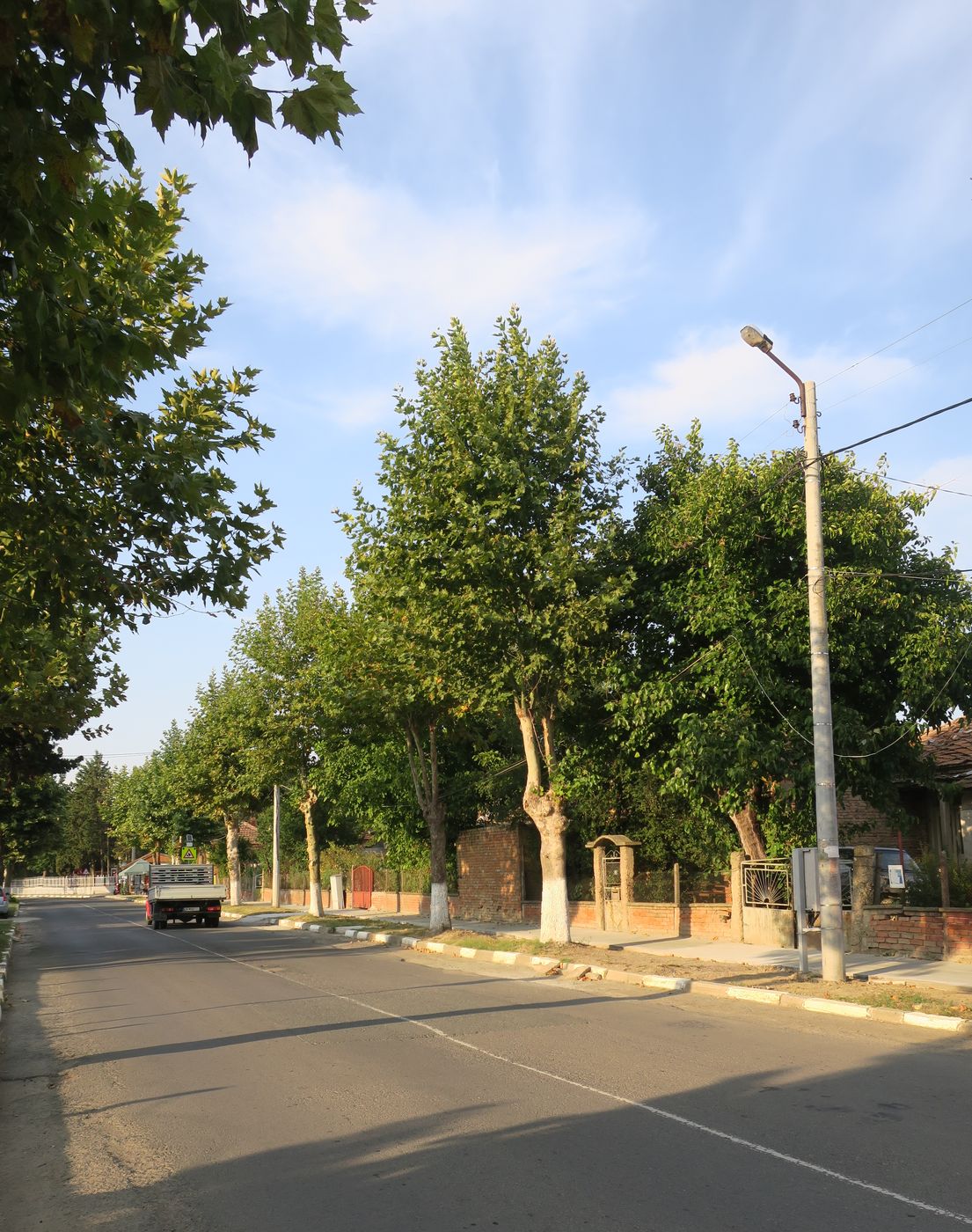 Image of Platanus orientalis specimen.