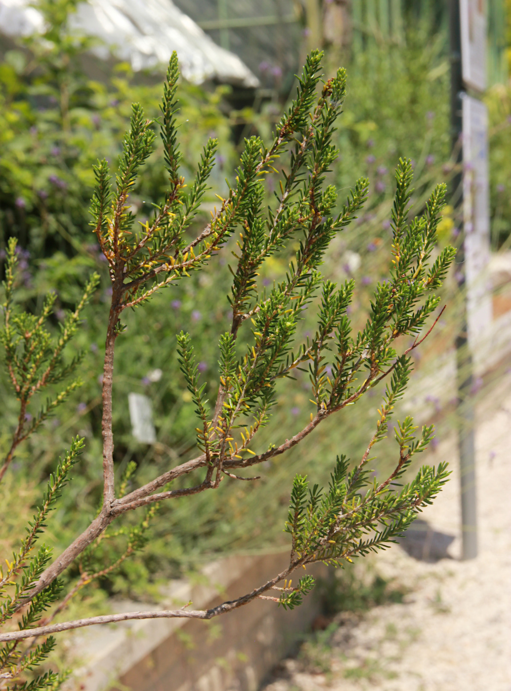 Image of Erica manipuliflora specimen.