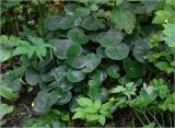 Asarum europaeum