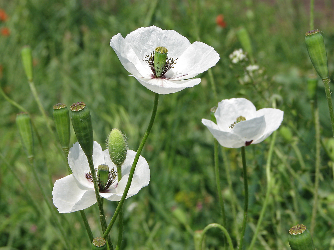 Изображение особи Papaver albiflorum.