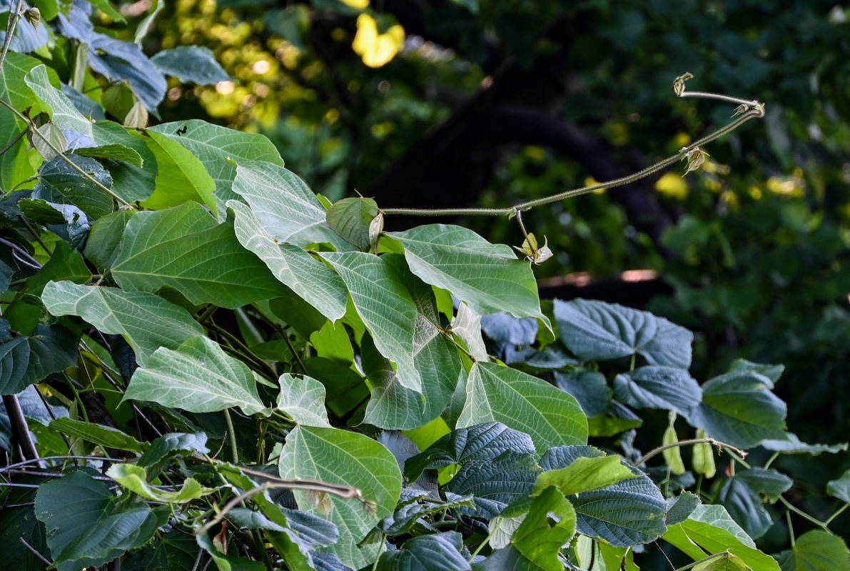 Изображение особи семейство Fabaceae.