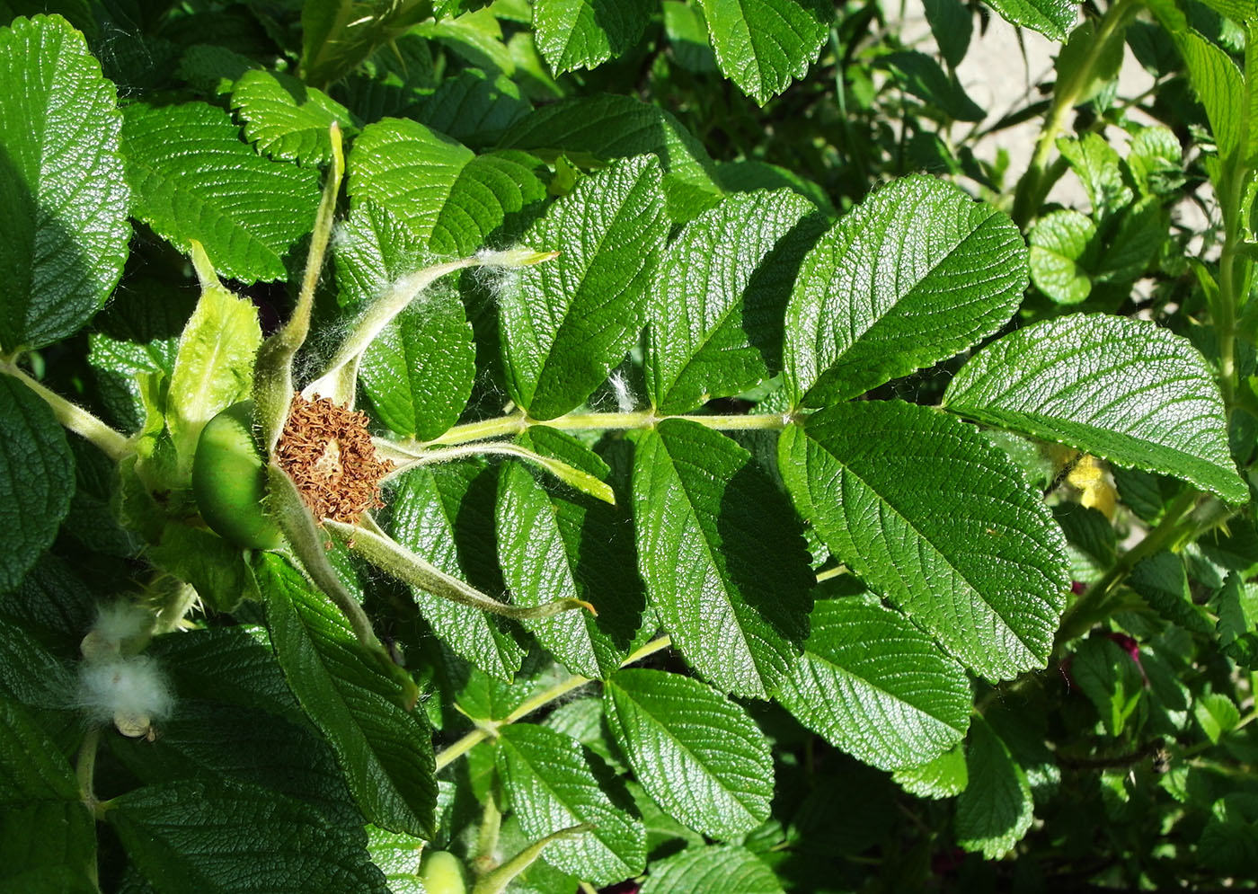 Изображение особи Rosa rugosa.