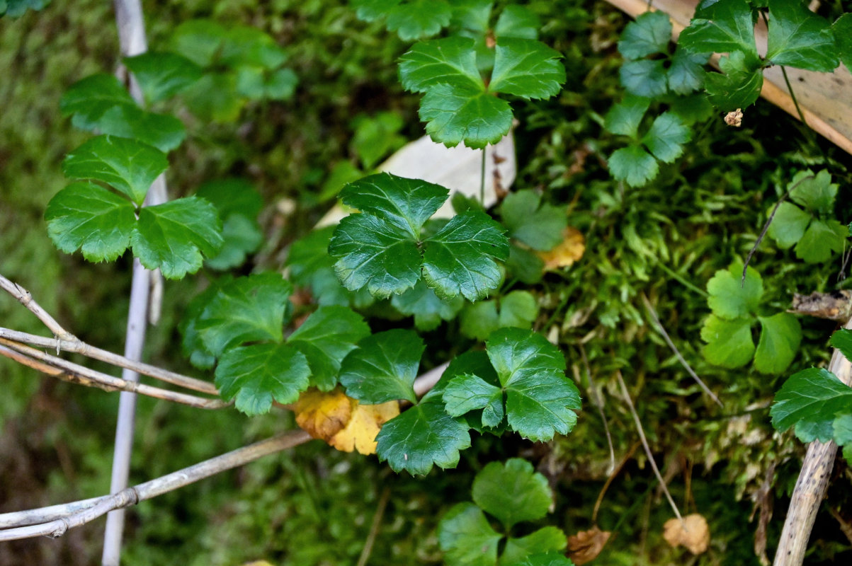 Image of Coptis trifolia specimen.