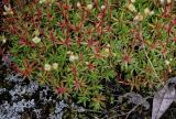 Saxifraga spinulosa