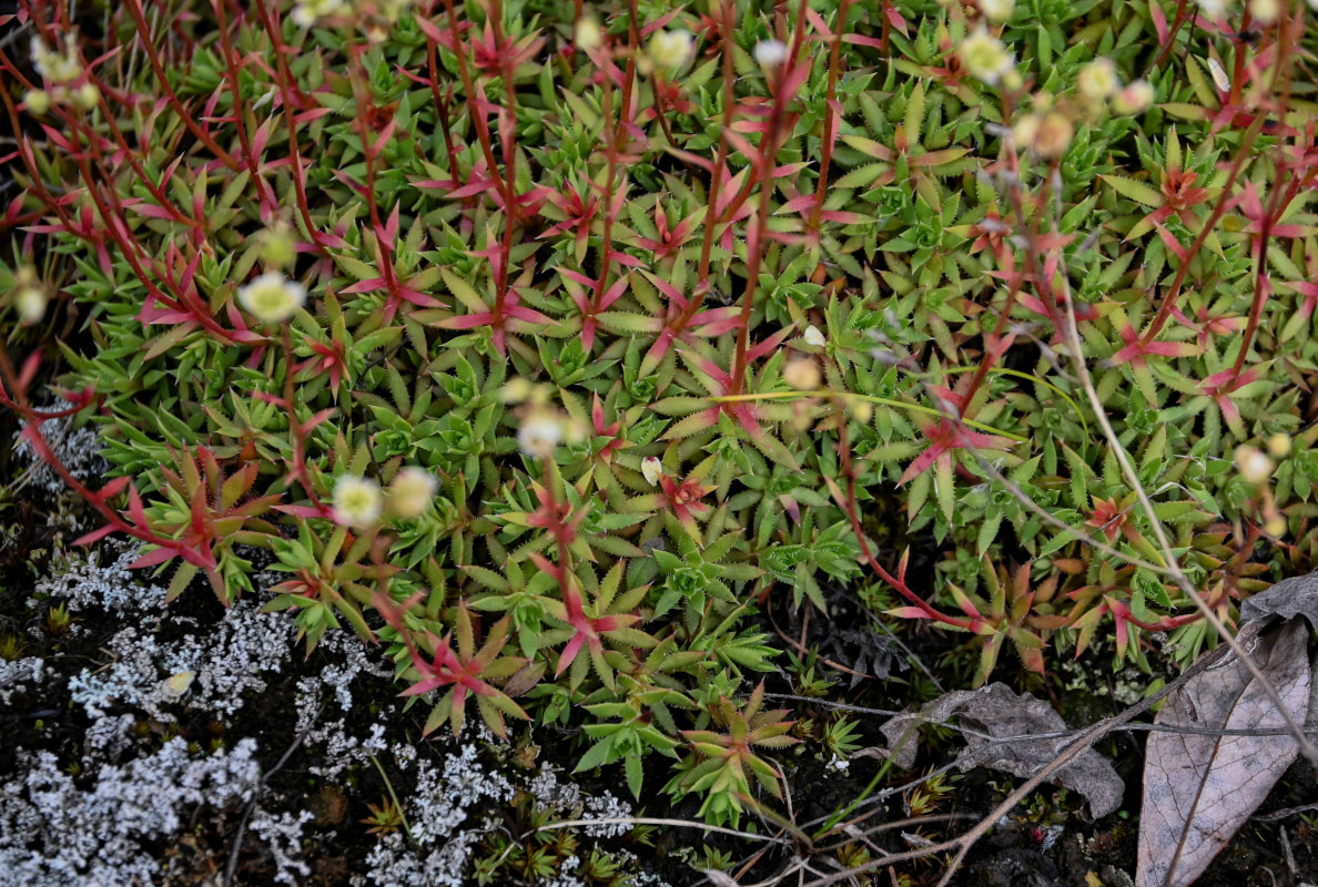 Image of Saxifraga spinulosa specimen.