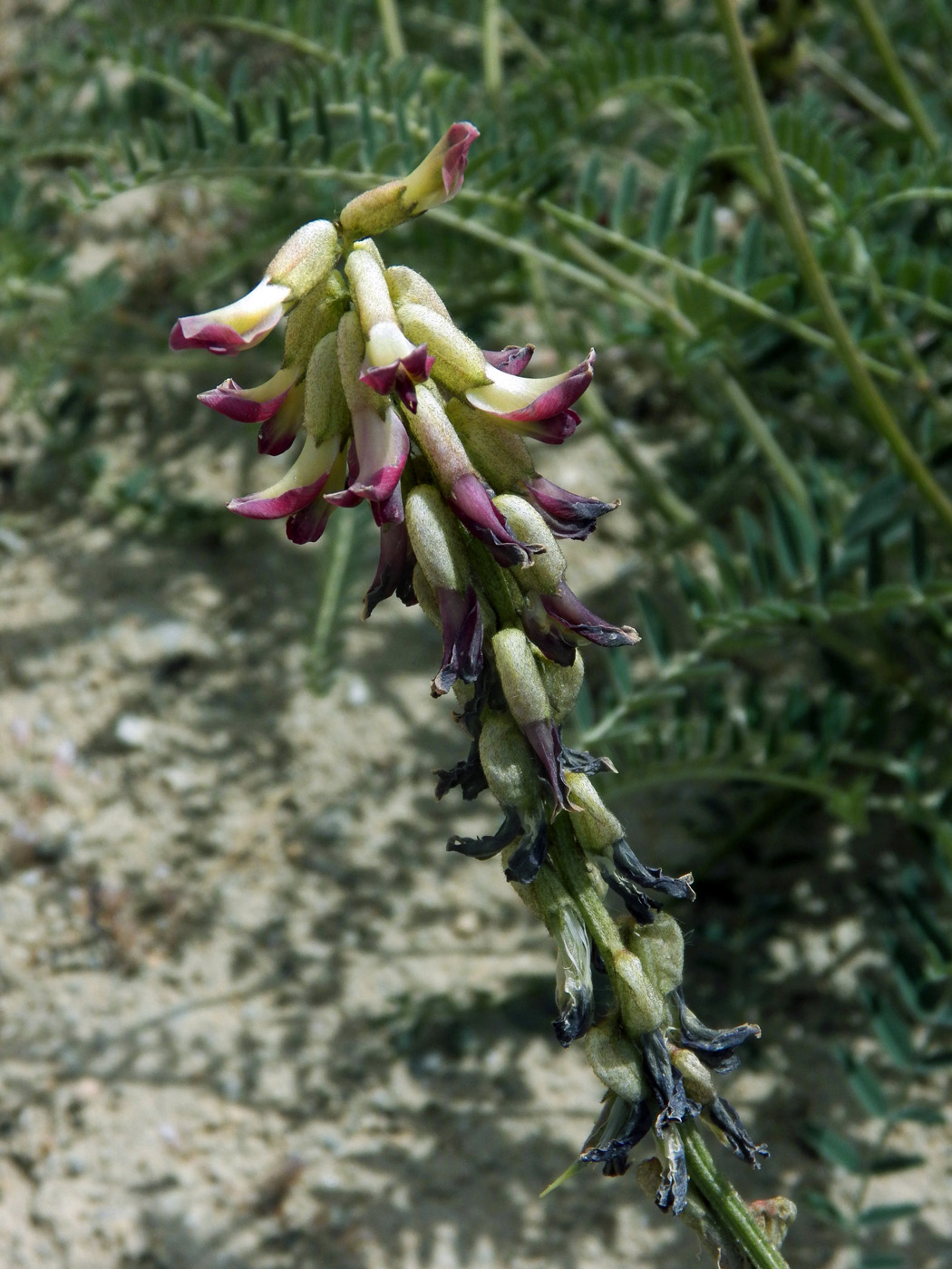 Изображение особи Astragalus peduncularis.