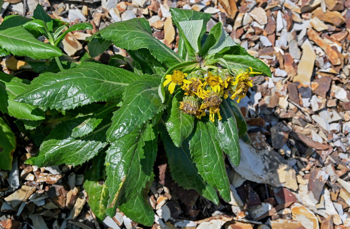 Image of Senecio pseudoarnica specimen.