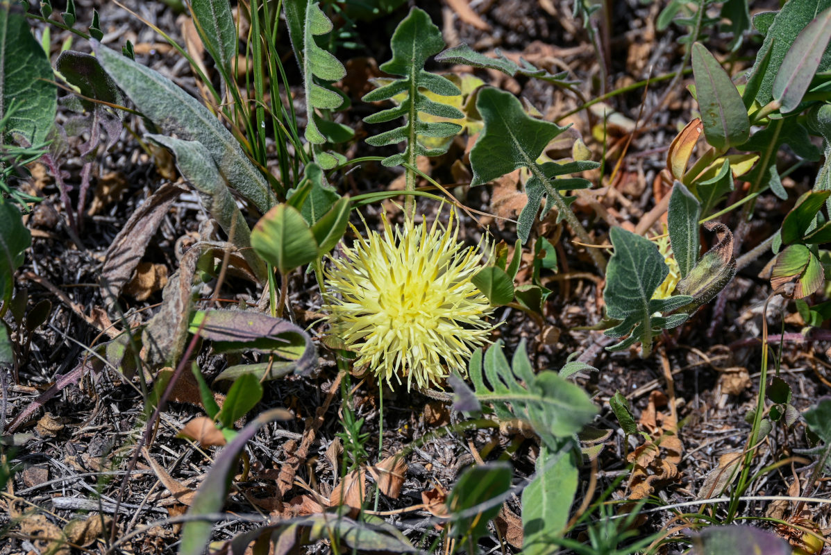 Изображение особи Centaurea rhizanthoides.