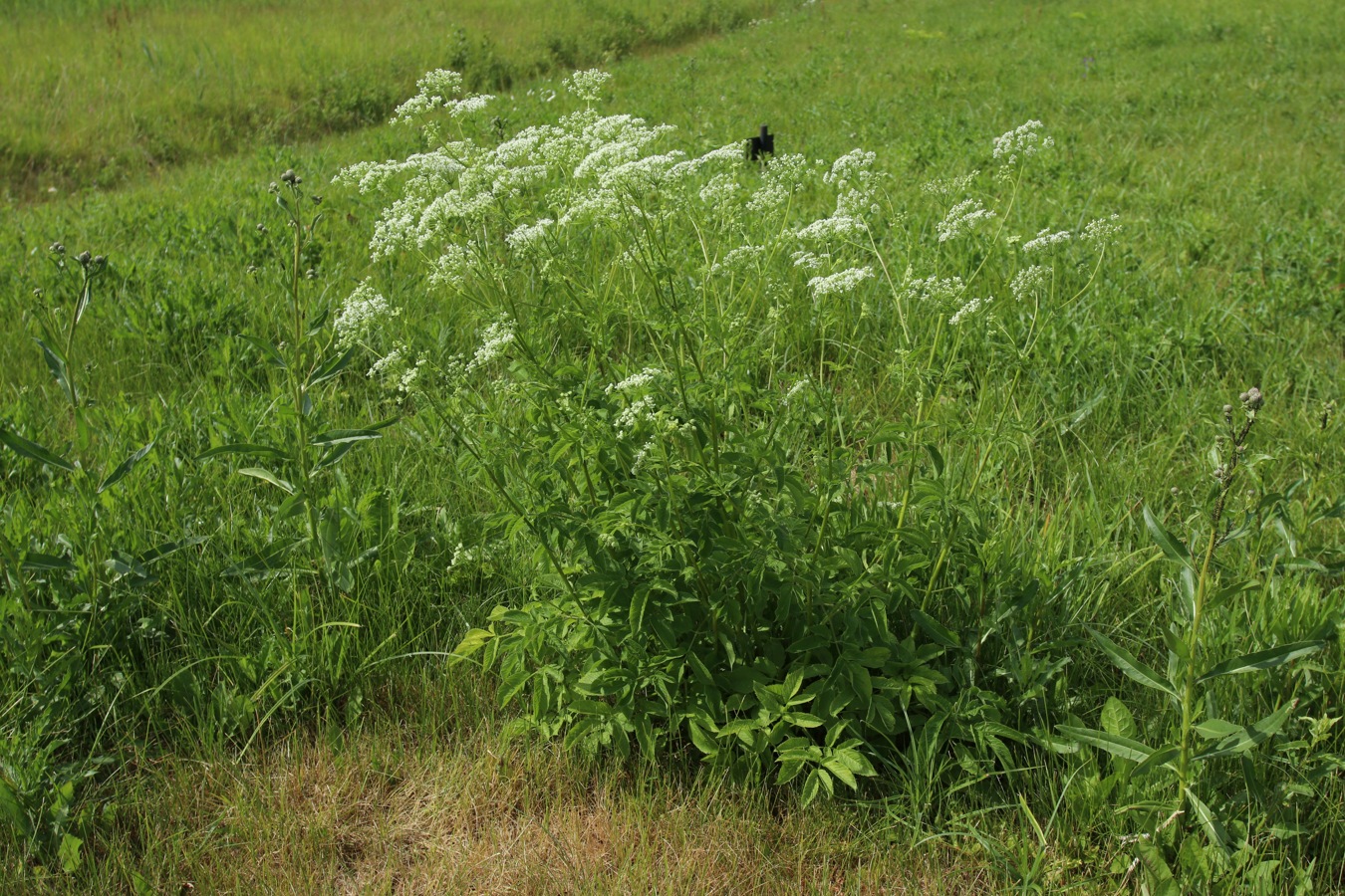 Image of Chaerophyllum aromaticum specimen.