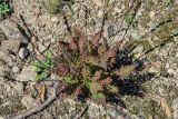 Pedicularis mandshurica. Плодоносящее растение с листьями в осенней окраске. Приморье, Тернейский р-н, гора Абрек, каменистый склон. 16.08.2012.