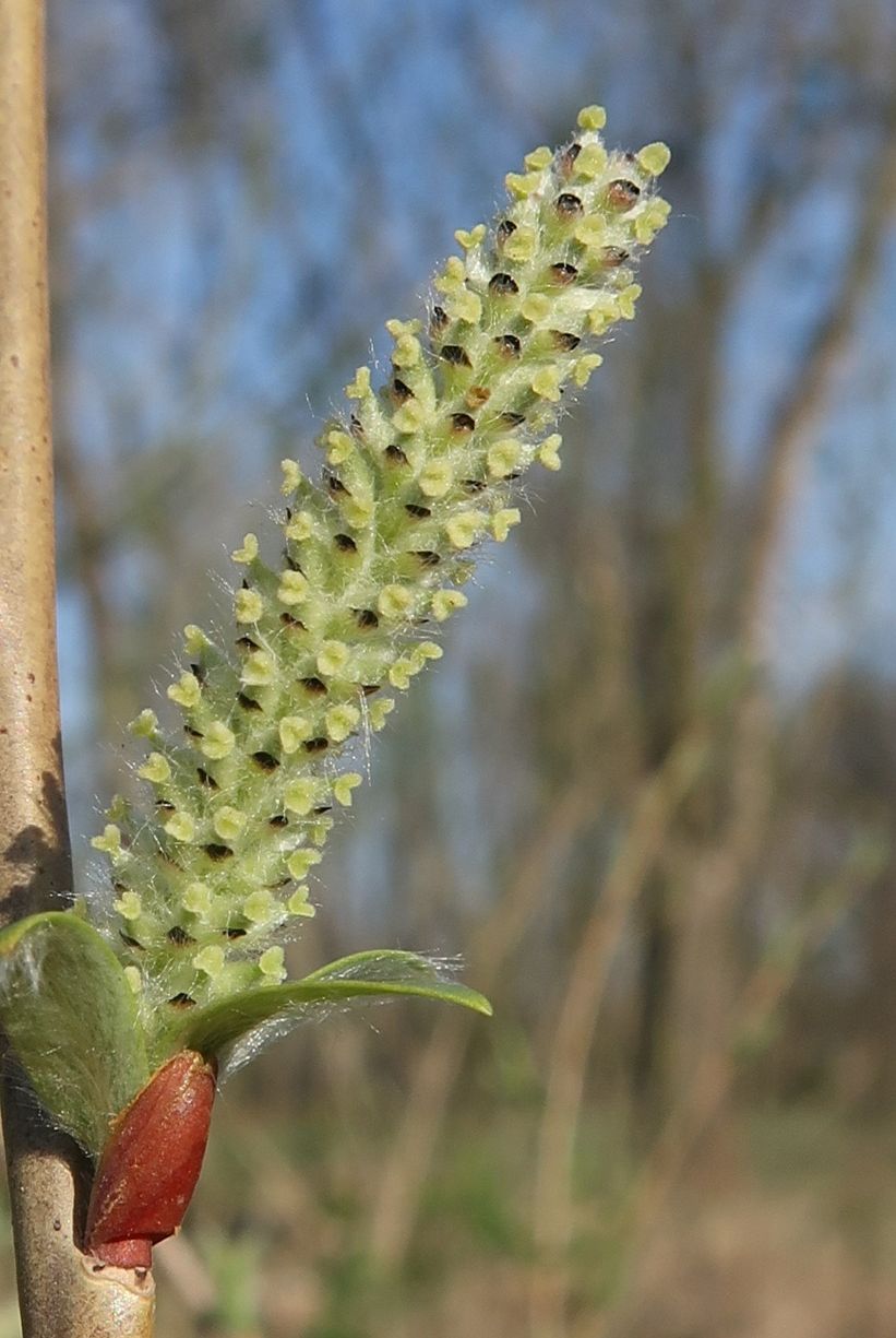 Изображение особи Salix vinogradovii.