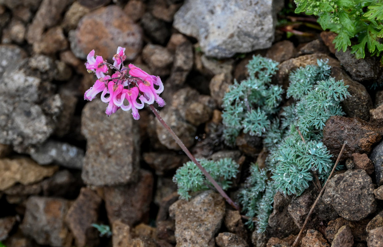 Image of Dicentra peregrina specimen.