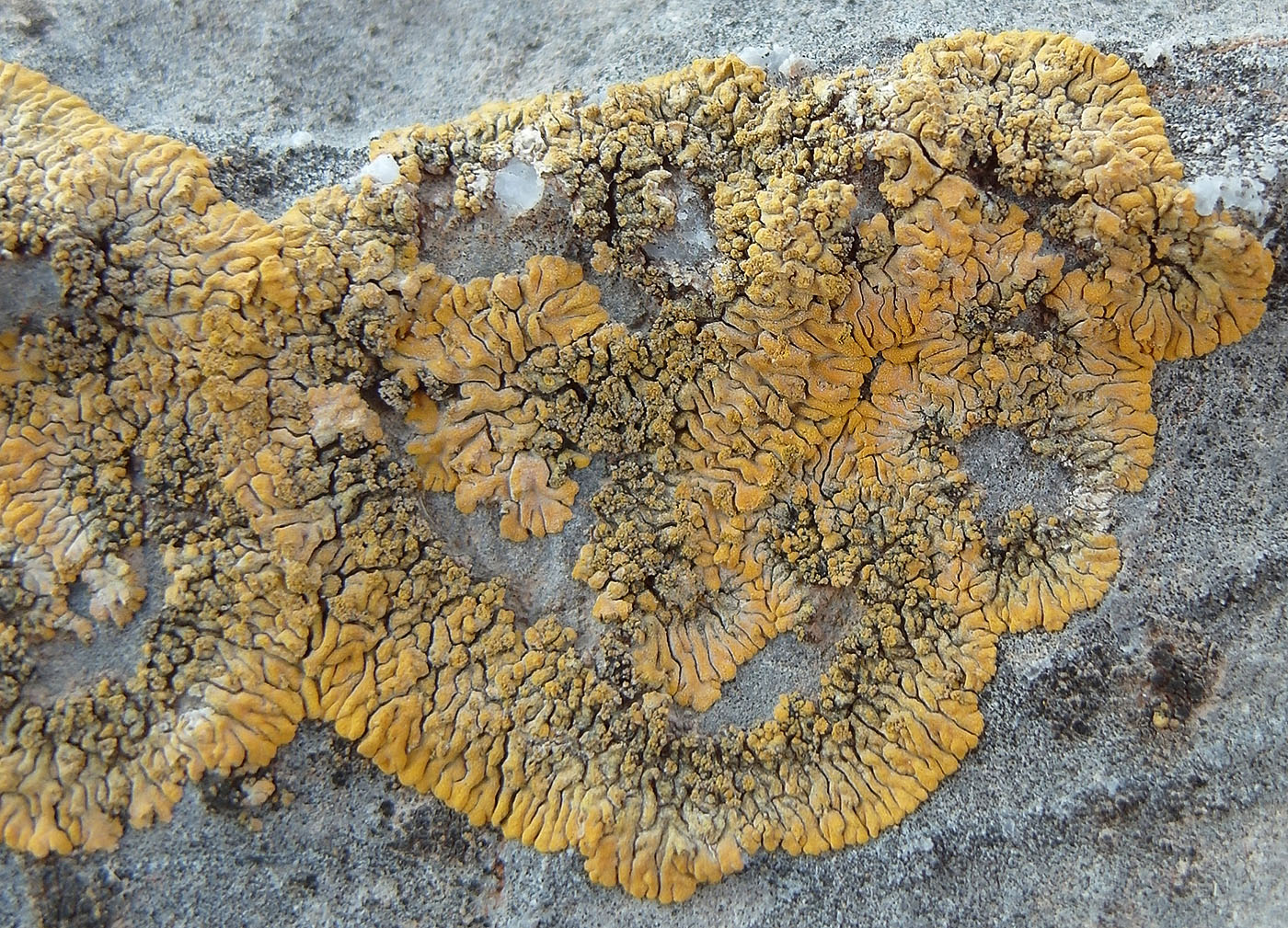 Image of Caloplaca decipiens specimen.