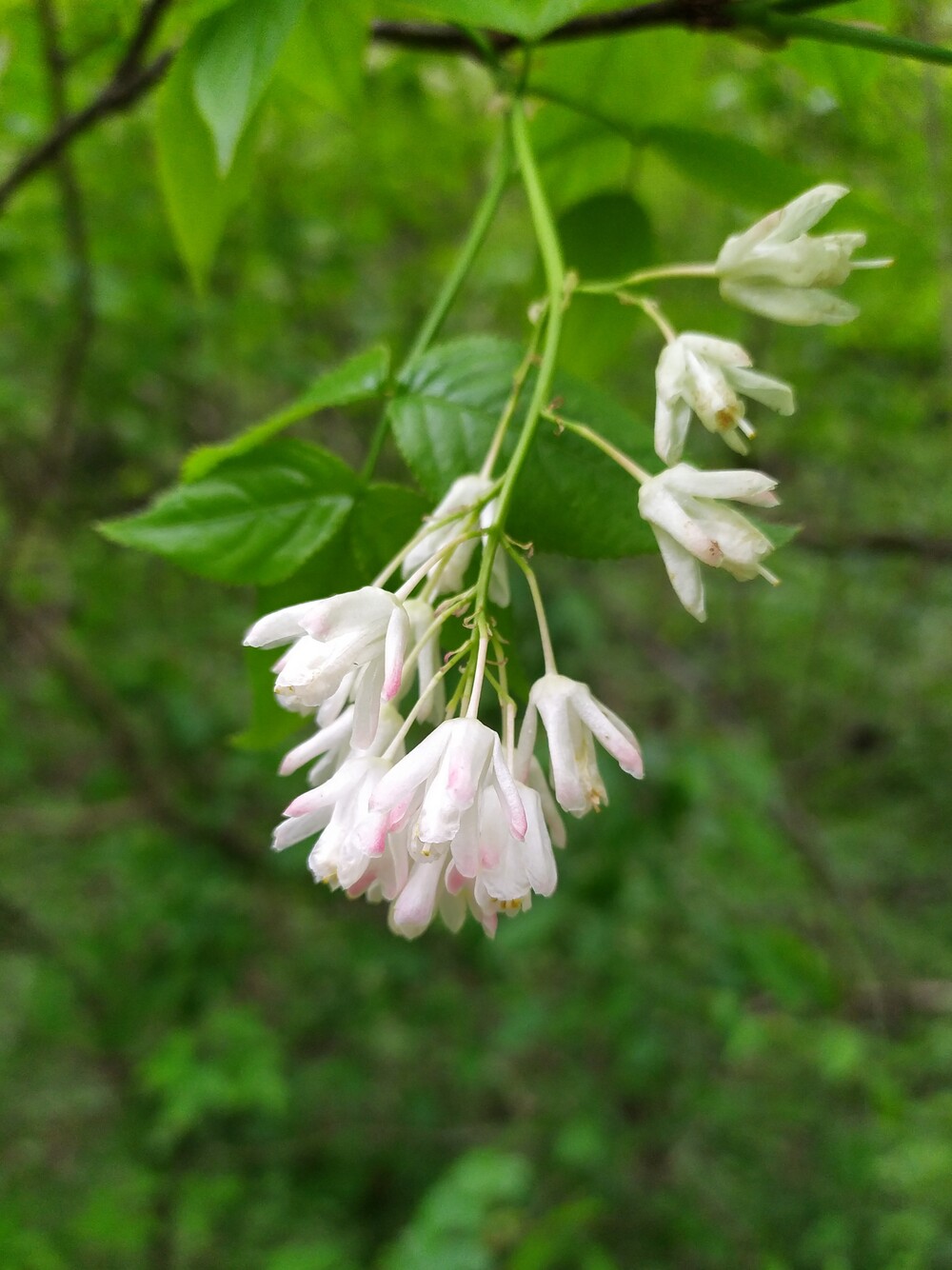 Изображение особи Staphylea colchica.