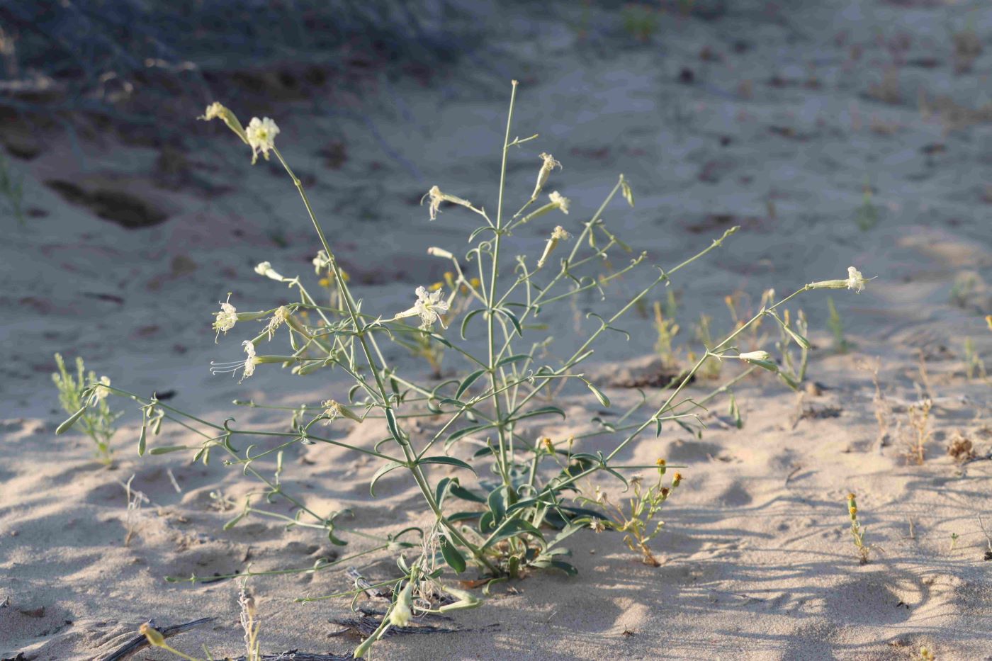 Image of Silene odoratissima specimen.